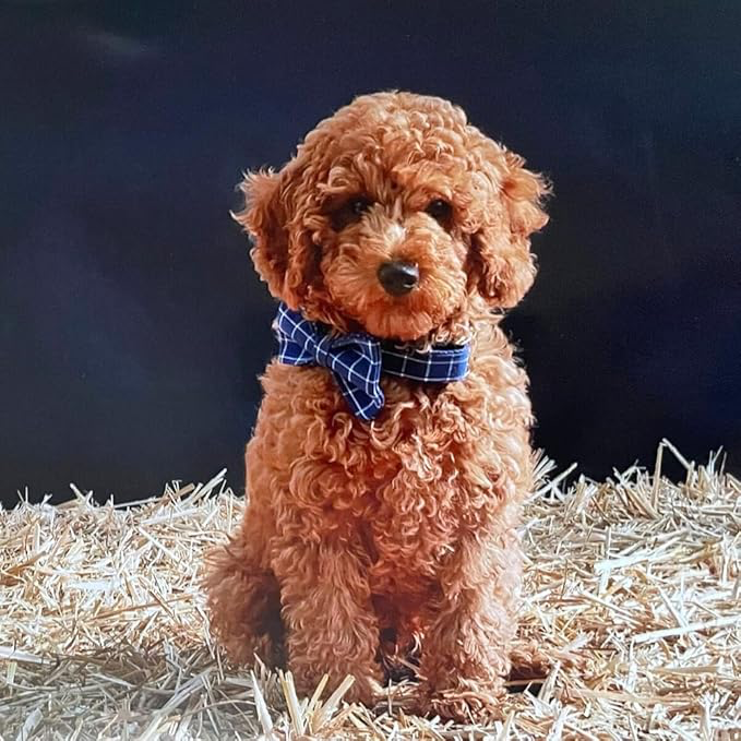 Custom Dog Collar w/ Metal Buckle - Image 2