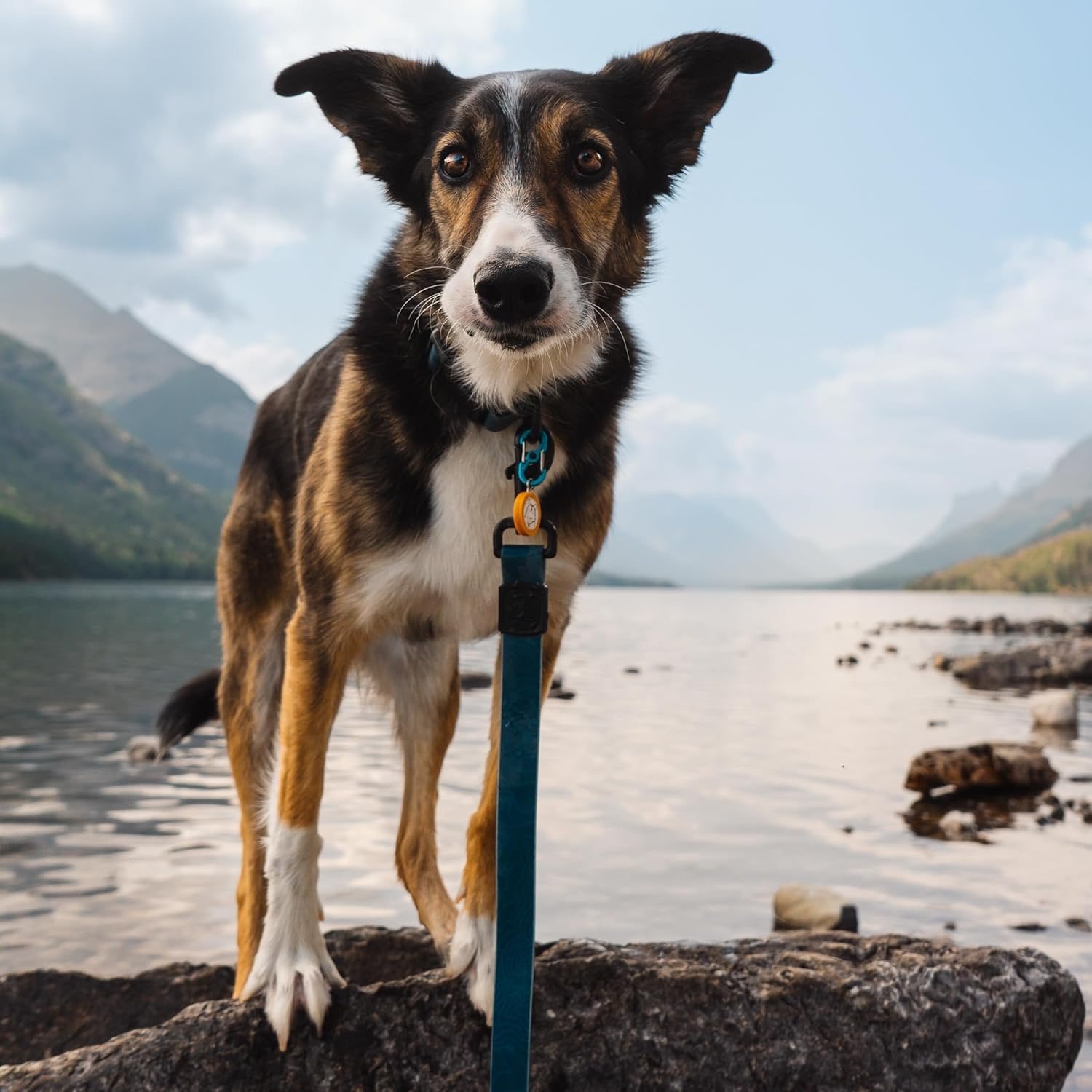 Wilderdog Waterproof Dog Leash - Image 5